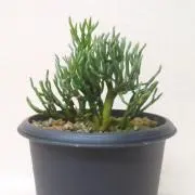 kouの画像