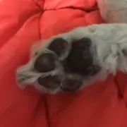 Hitomiの画像