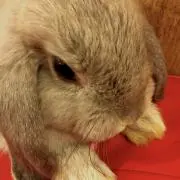 ときの画像