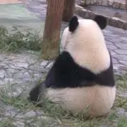クロ