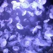 ゆたりの画像