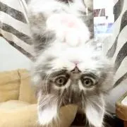 めんま
