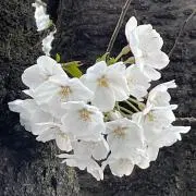 tohaの画像