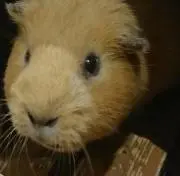 モットの画像