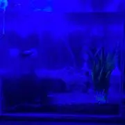 KAYAの画像