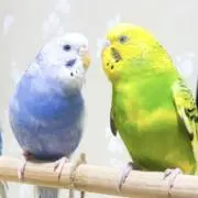 ラテポの画像