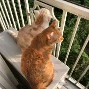 にゃんこまま