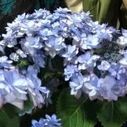 アン/プロフ必読の画像