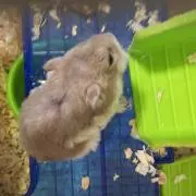 ∞はんぺん∞の画像