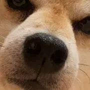 Shibadogの画像
