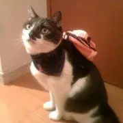 kazu