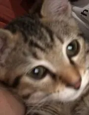 ぽんた