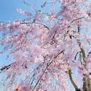 hiromiの画像