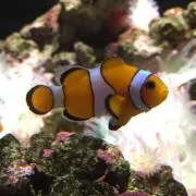 たーの画像