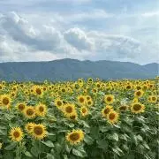 あちゃの画像