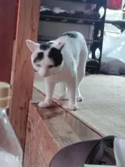 のんパンマンの画像