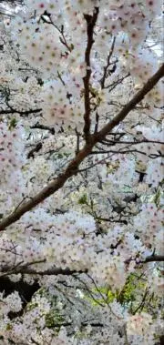 さくらさくらの画像
