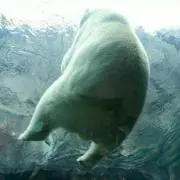 しまほ