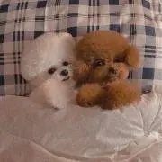 haru グッズ断捨離中の画像