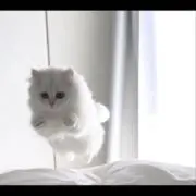 pontaの画像