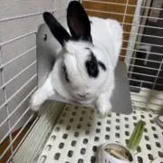 ニコ