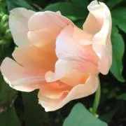 てんこてんてこまいの画像