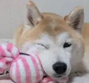 こなつ　柴犬だらけのお店の画像