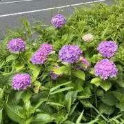玉紫陽花の画像