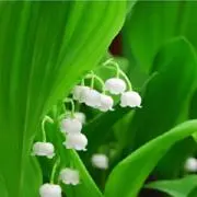 すずらんの画像
