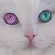 catの画像