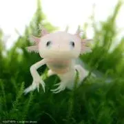 ごろり