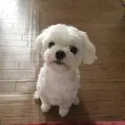 AZU
