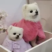 メロン✴︎値下げ交渉不可の画像