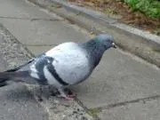 うさくまの画像