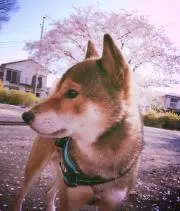 芋けんぴ