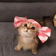 おもちの画像