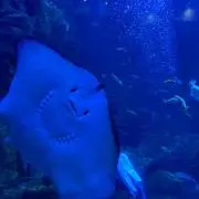 けけけけけけの画像