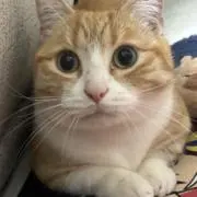 短足マンチカン