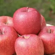 ふじりんごの画像