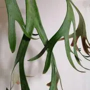 NOG