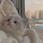 りっぷるの画像