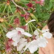 きぬ【enew】の画像