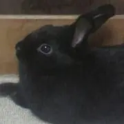 クロミの画像