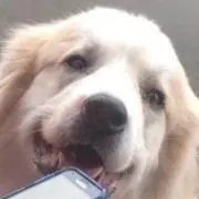 Pochiの画像