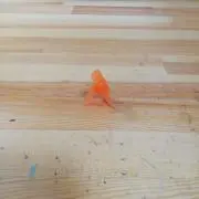 ピコポンの画像