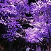 nukoの画像