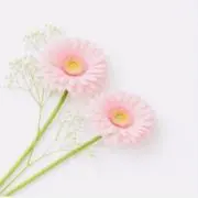 Image of ♡GERBERA♡
