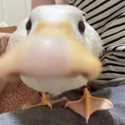 ぱらりんの画像