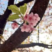 Sorane☆プロフ確認してくださいの画像