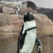 tttの画像